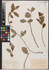 Foto von Salix caprea L. x Salix daphnoides Vill.
